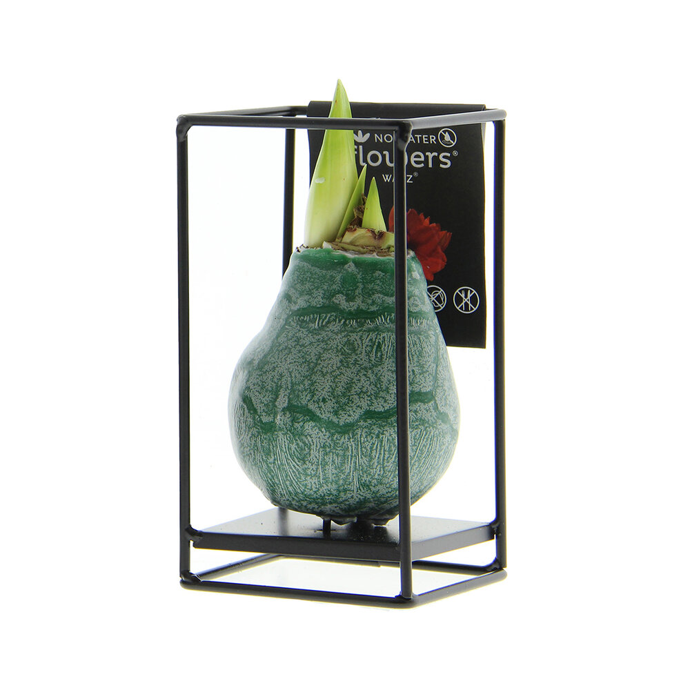 Amaryllis Bulb in Wax with Luxury Stand (Industrial Green) 