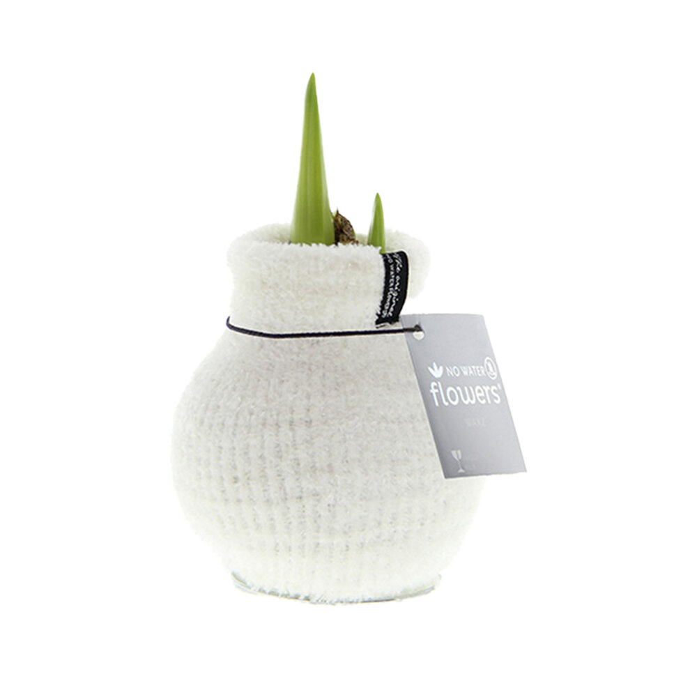 Amaryllis Bulb in White Knitted Decoration (Cozy White) 