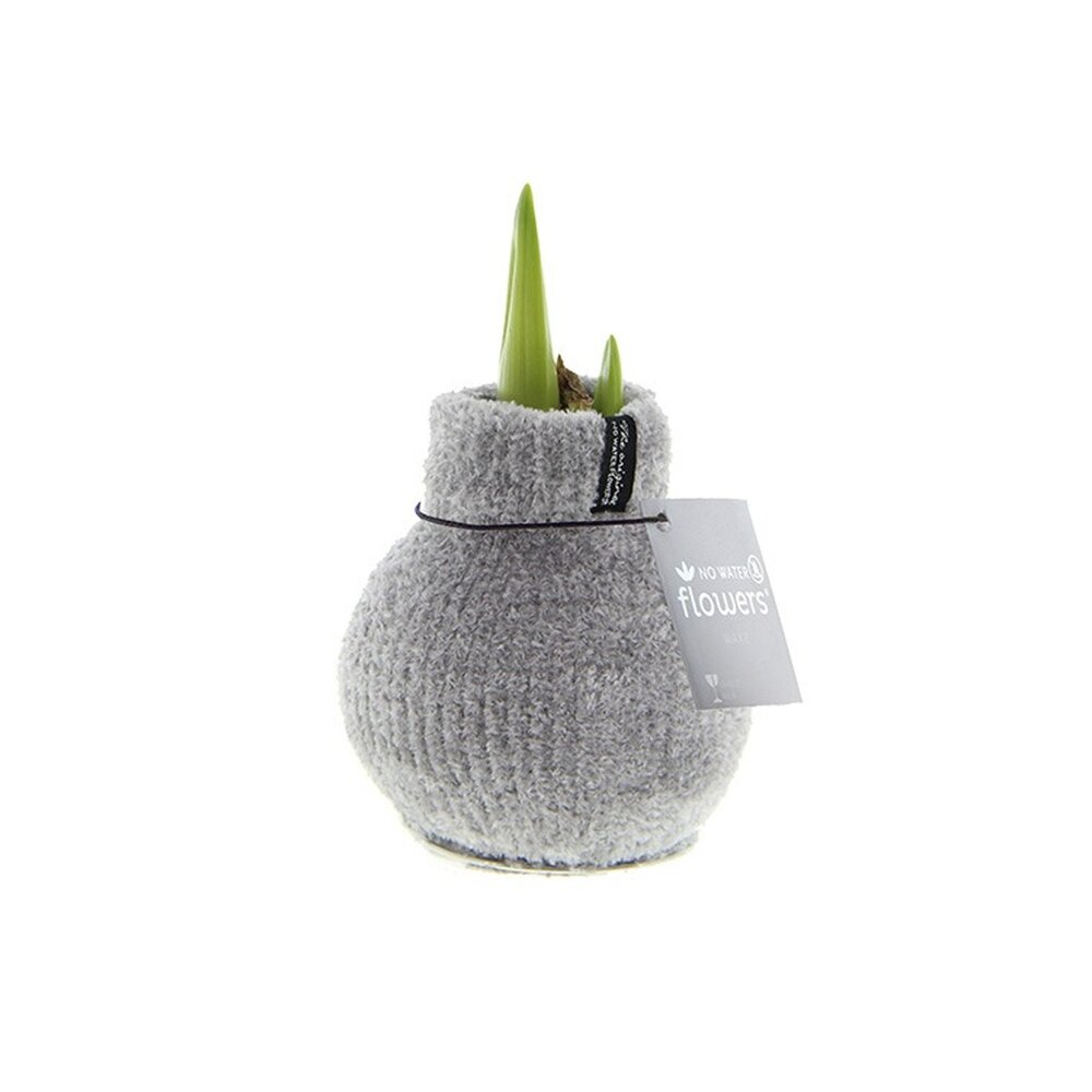 Amaryllis Bulb in Gray Knitted Decoration (Cozy Gray)