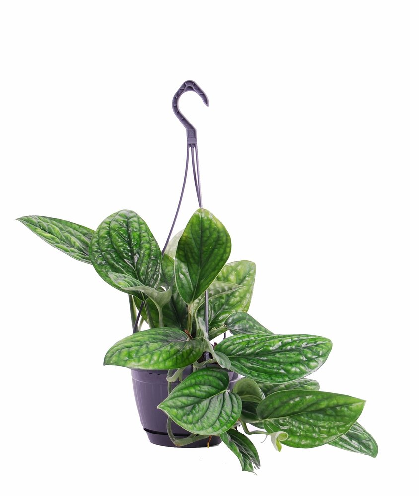 Epipremnum pinnatum &#039;Marble Planet&#039; (hanging pot)