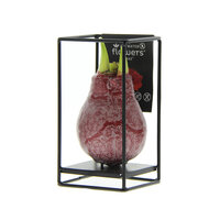 Amaryllis Bulb in Wax with Luxury Stand (Industrial Red)