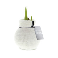 Amaryllis Bulb in White Knitted Decoration (Cozy White) 