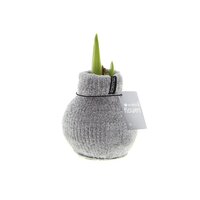 Amaryllis Bulb in Gray Knitted Decoration (Cozy Gray)