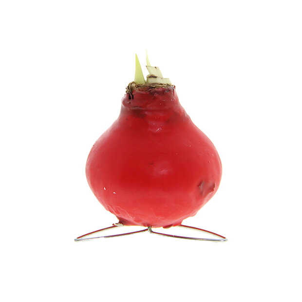 Amaryllis Bulb in Red Wax (Kolibri Red)