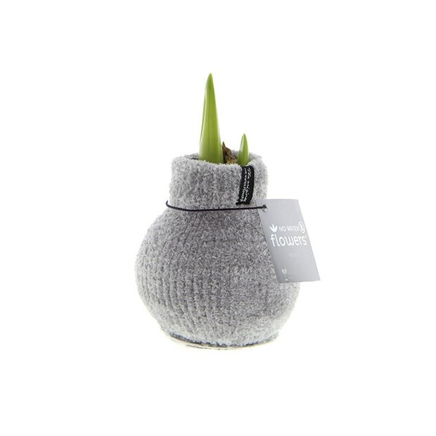 Amaryllis Bulb in Gray Knitted Decoration (Cozy Gray)